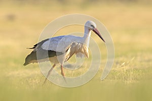 Stork, Ciconia ciconia, foraging in grass