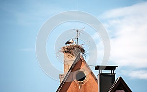 Stork ciconia ciconia nest on a house