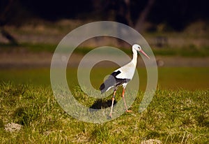 Stork, ciconia ciconia, walks over green grassy hill in search of food