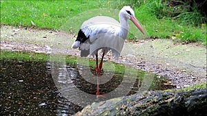 Stork ciconia standing in a pond