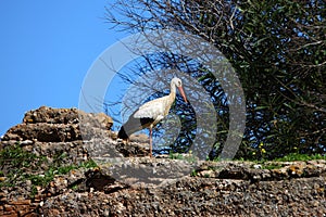 The Stork in the Citadel of Chellah, Rabat,Morocco