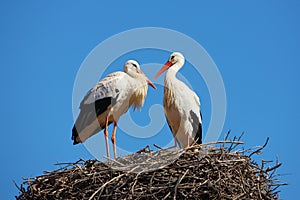 The Stork in the Citadel of Chellah, Rabat,Morocco