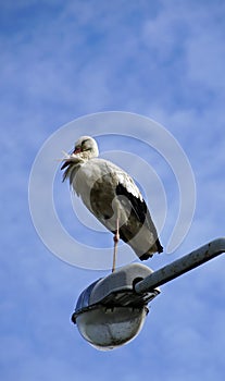 Stork in the city. A bird sits on a lighting mast