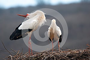 Stork clattering the beak while throwing back the head, ciconia, couple white storks on the nest, Alsace France, Oberbronn