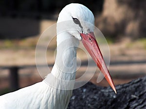 STORK