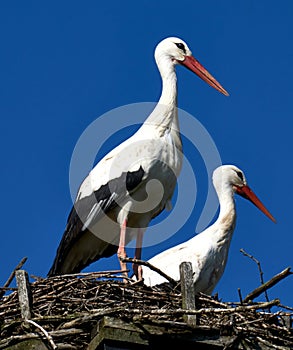 Stork couple, Ciconia ciconia, standing in nest in front of clear blue sky