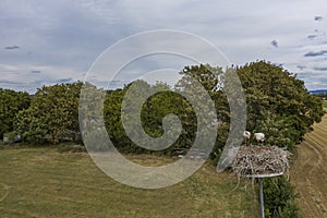 Stork couple in the nest