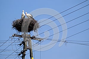Stork couple on nest on the pole over blue sky
