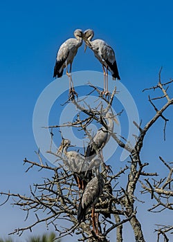 A stork couple perched facing each other with beaks crossed.