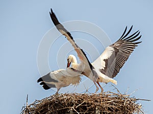 Stork couple reunited in the nest and displaying joy