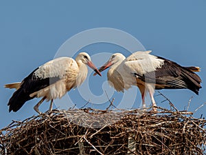 Stork couple reunited in the nest and displaying joy