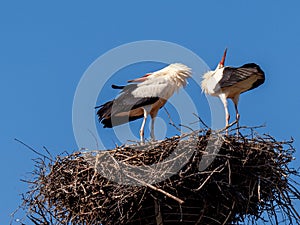 Stork couple reunited in the nest and displaying joy