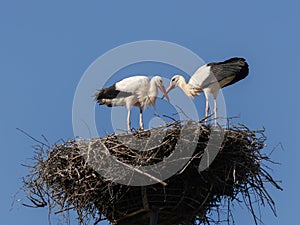 Stork couple reunited in the nest and displaying joy