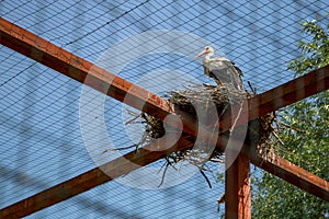 Stork Crane Nest over Zoo Cage