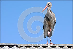 Stork with a crippled leg