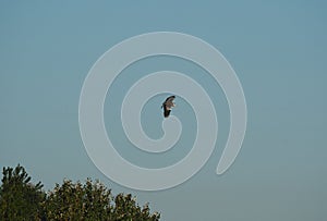 Stork crossing the blue sky of lake ivars and vila sana, lerida, spain, europe