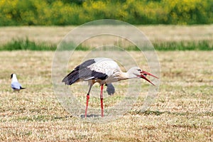 Stork devouring a mouse