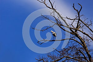 Stork on dry tree