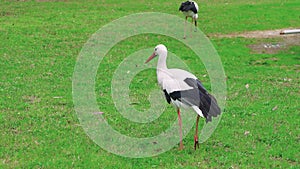 Stork, elegance in motion walks on green lawn exemplifying grace. Stork elegance personified traverses grassy area