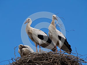 Stork family