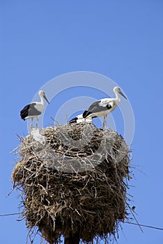 Stork family