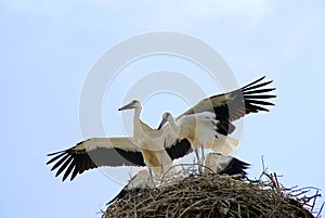Stork family