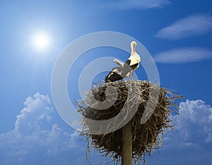 Stork family