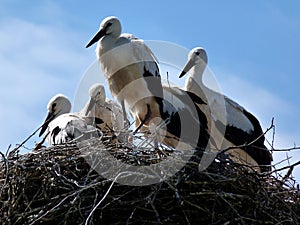 Stork family on high nest made of twigs under blue sky