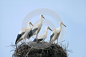 Stork family at nest