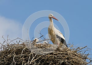 Stork family in nest