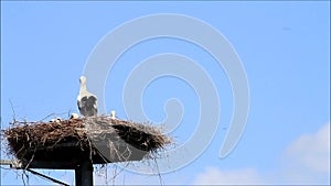 Stork family on nest against blue sky