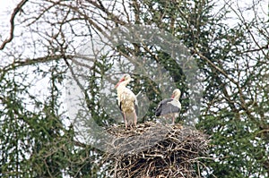 Stork family in nest