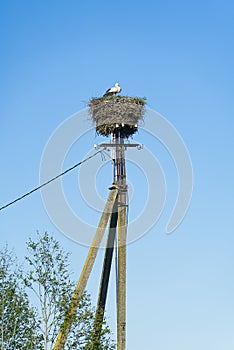 Stork family nesting on the concrete pillar - separated on blue sky at background. stork nest on concrete electric pole.