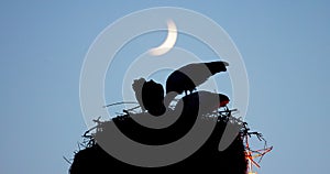 Stork family and newborn baby storks feeding against moon and night sky