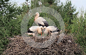 Stork family