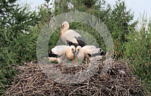 Stork family photo