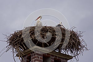 Stork family in storks nest