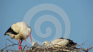 Stork feeds storks in the nest Video.