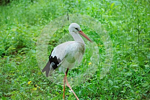 Stork in a field