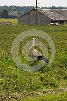 Stork in the field in Latvia