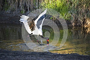 Stork Fishing photo