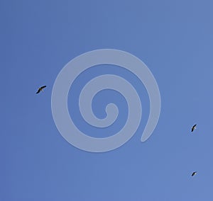 A stork flies against a deep blue sky. Stork in the sky. White stork upstairs