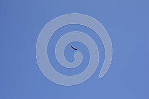 A stork flies against a deep blue sky. Stork in the sky. White stork upstairs