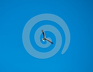 Stork flies high in the air under a blue sky