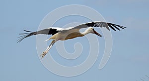 A stork flies to new hot lands, migration time