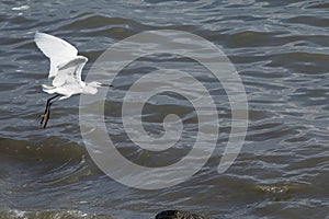 Stork in flight over the water.