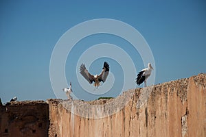 Stork in flight and storks on wall