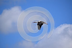 stork in flight, wings down