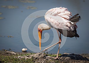 Stork fluffing its feathers and looking for food