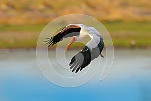 Stork fly in Africa. Yellow-billed Stork, Mycteria ibis, flight above the lake, Okavango delta, Moremi, Botswana. River with bird
